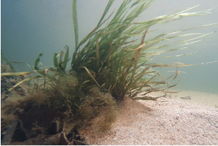 Vallisneria